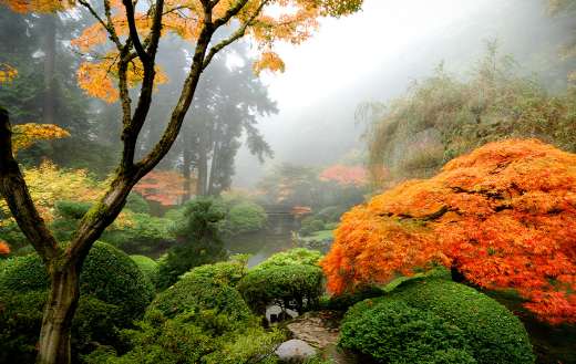 Japanese garden plants