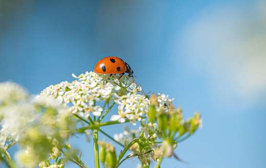 Ladybug on white flower