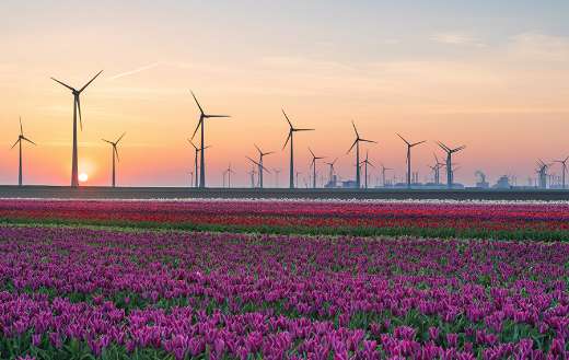 Lavender landscape puzzle