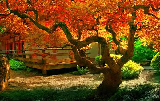 Orange leaves on Japanese garden