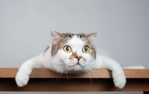 Scottish cat shocking face open eyes