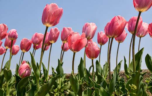 Seasonal tulips blossom