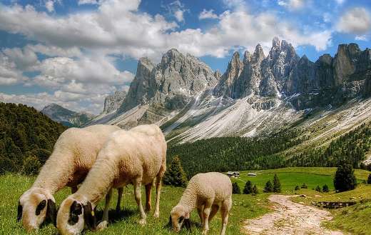 Sheeps beautiful surrounding