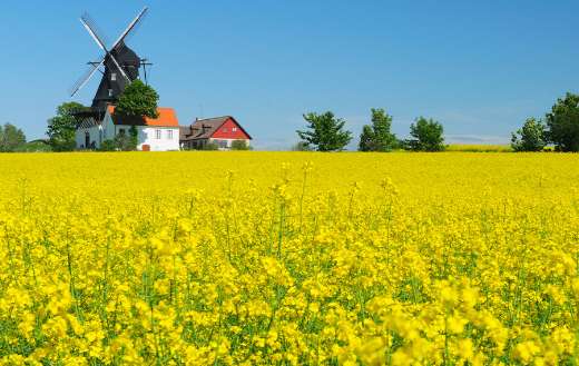 Skane pictures online