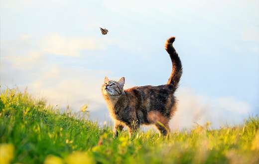 Tabby cat walks through summer