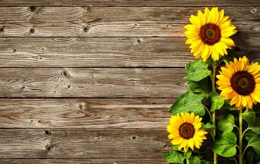 Three sunflower wooden wall