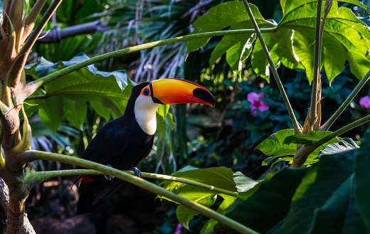 Toucan tropical bird sitting tree branch