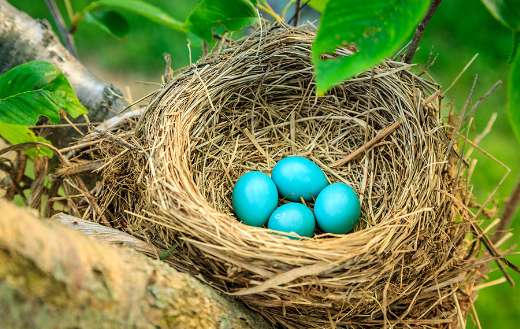 Turquoise eggs puzzle