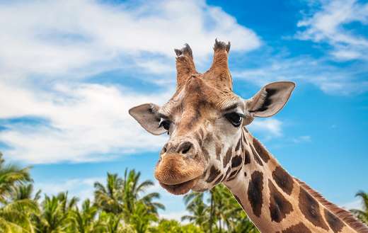 Close view of giraffe puzzle