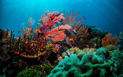Colorful coral reefs online