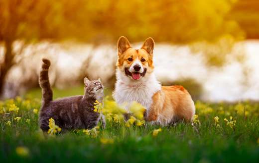 Cute fluffy friends corgi dog and tabby cat