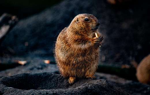 Furry ground dog enjoy meal