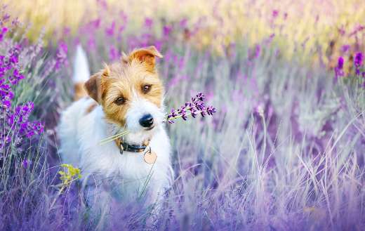 Happy walking dog in lavender