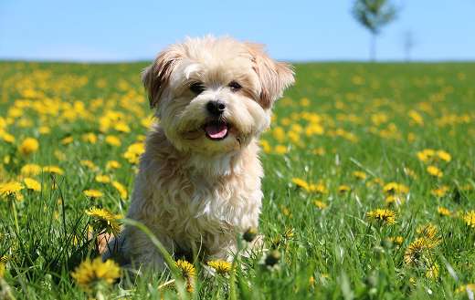 Havanese adult short hair