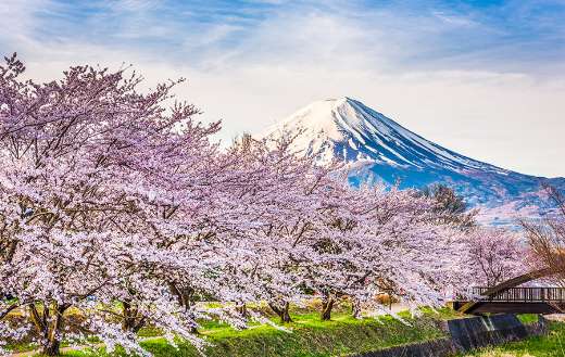 Mountain fuji in cherry blossom