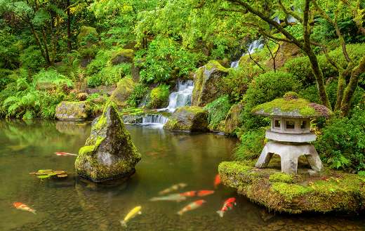 Portland Japanese garden pond with koi fish