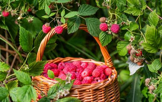 Raspberries in basket