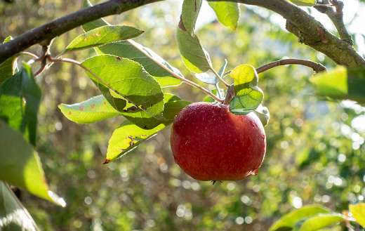 Ripe apple hanging on branches
