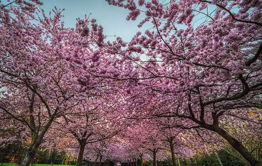 Sakura trees blooming thick pink flowers