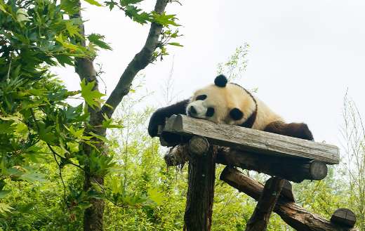 Sleeping giant panda in the park