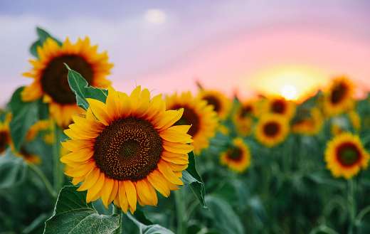 Sowing season for sunflowers