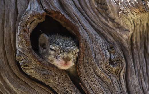 Squirrel sleeping in tree online