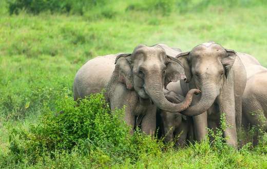Two baby elephants online
