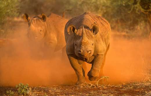Two female rhinos online