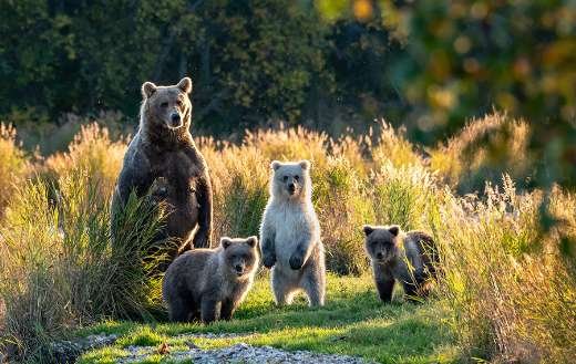 United family of animals