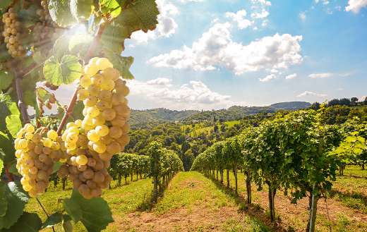 Vineyard with white wine grapes