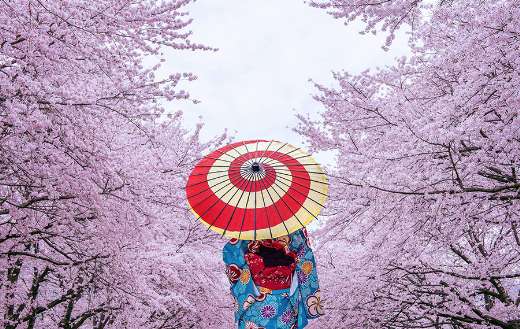 Woman wear traditional japanese kimomo spring time