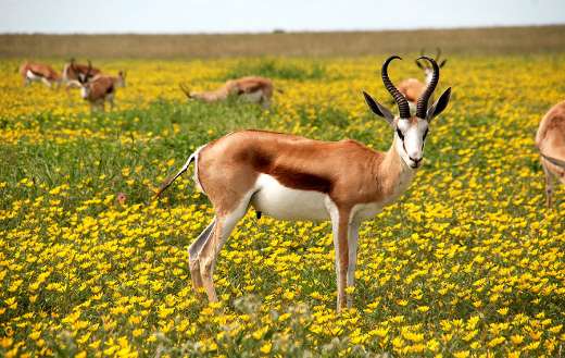 Antelope in the flower field