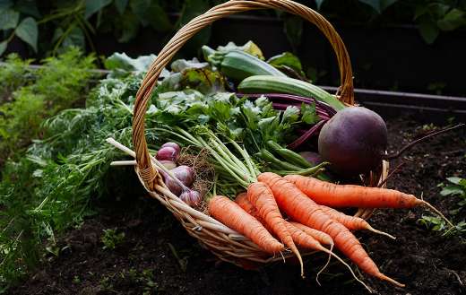 Basket of ripe vegetables