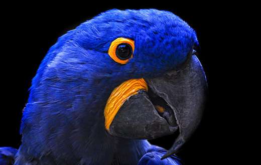 Close up parrot head puzzle