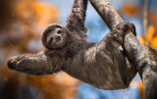 Costa Rica three toes sloth