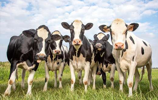 Cows together in the pasture