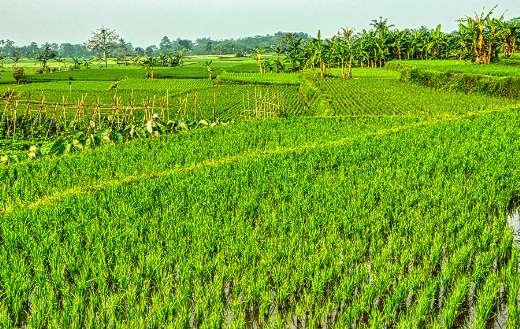 Green rice field puzzle