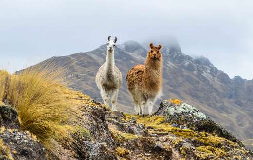 Llamas wandering mountains rural Peru