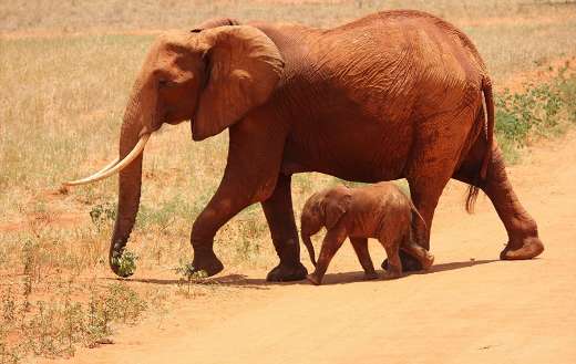 Mother elephant and young little one