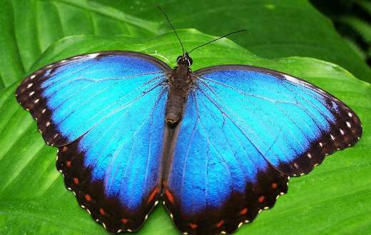 Peleides blue morpho online