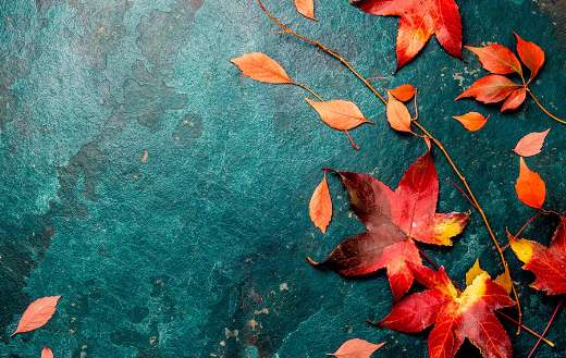 Red autumn leaves on blue turquoise background