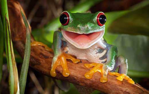 Red eyes frog smiling on the branch