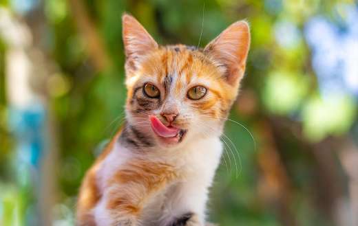 Small ginger spotted kitten