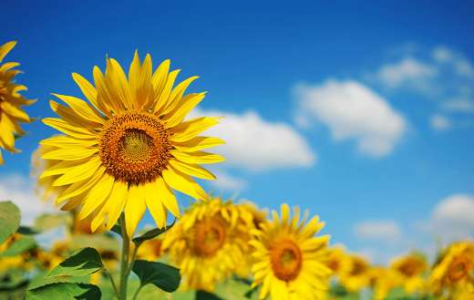 Sunflower flower facing sun