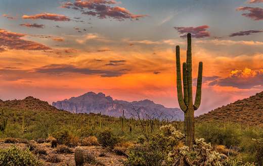 Sunset Sonoran desert online