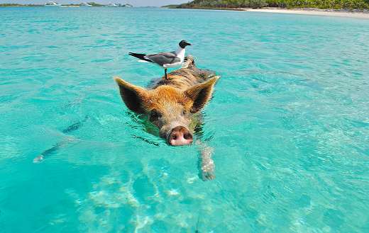 Swimming pig and white gray bird