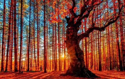 The sun sets behind the autumn forest