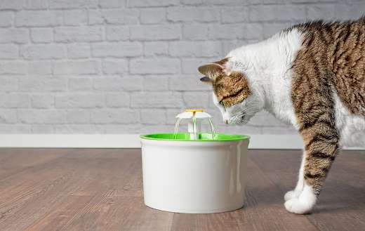 Thirsty tabby cat online