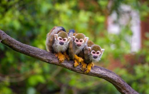 Three common squirrel monkeys