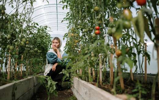 Woman looking tomato plants